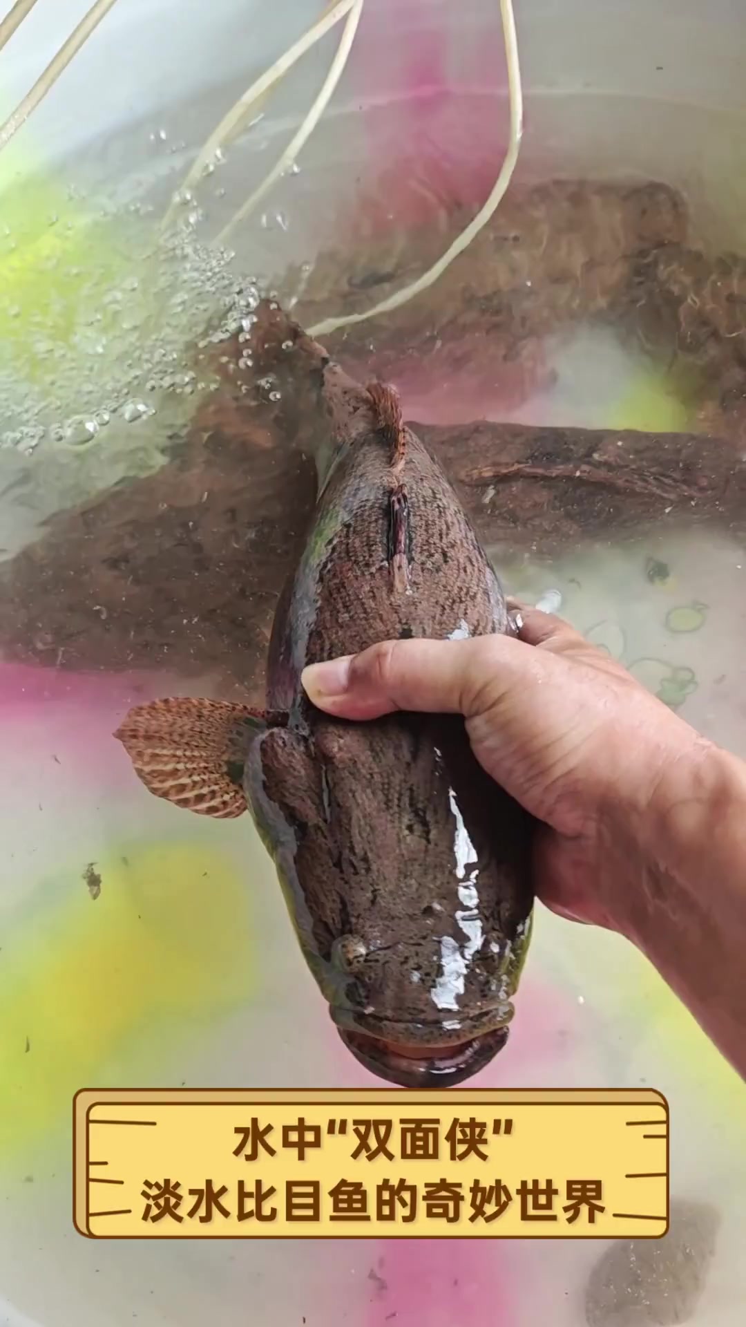 水中“双面侠”,淡水比目鱼的奇妙世界
