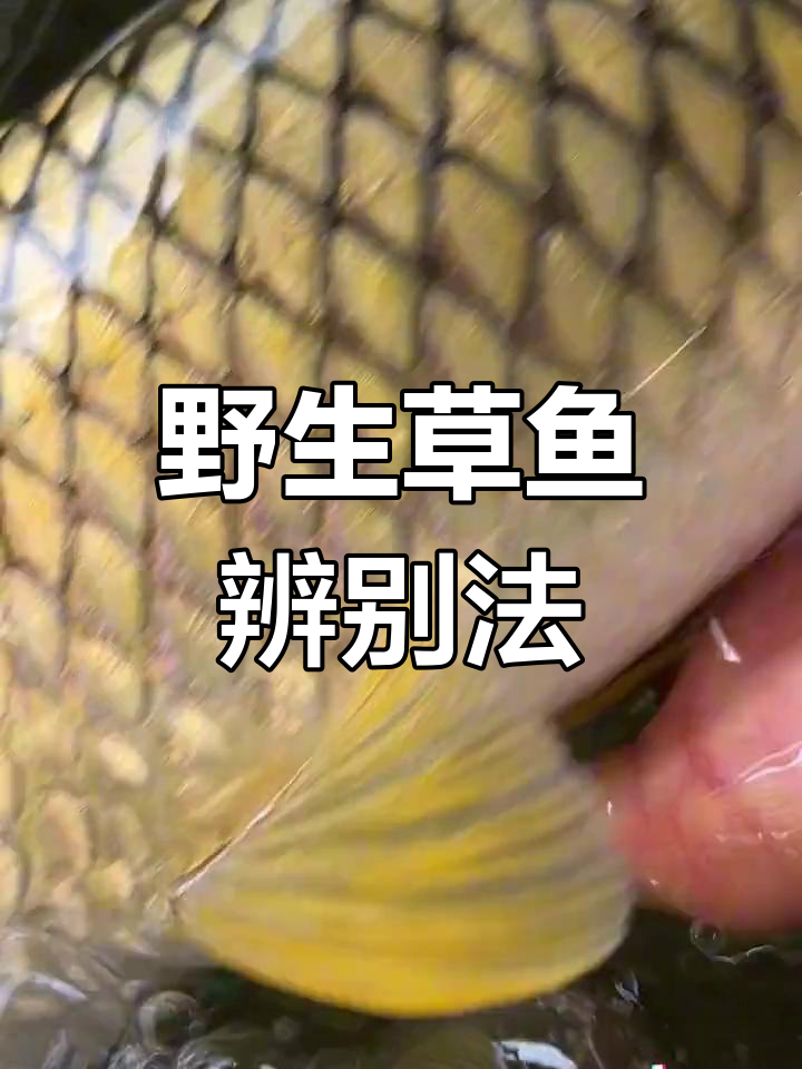 如何区分野生草鱼与军鱼