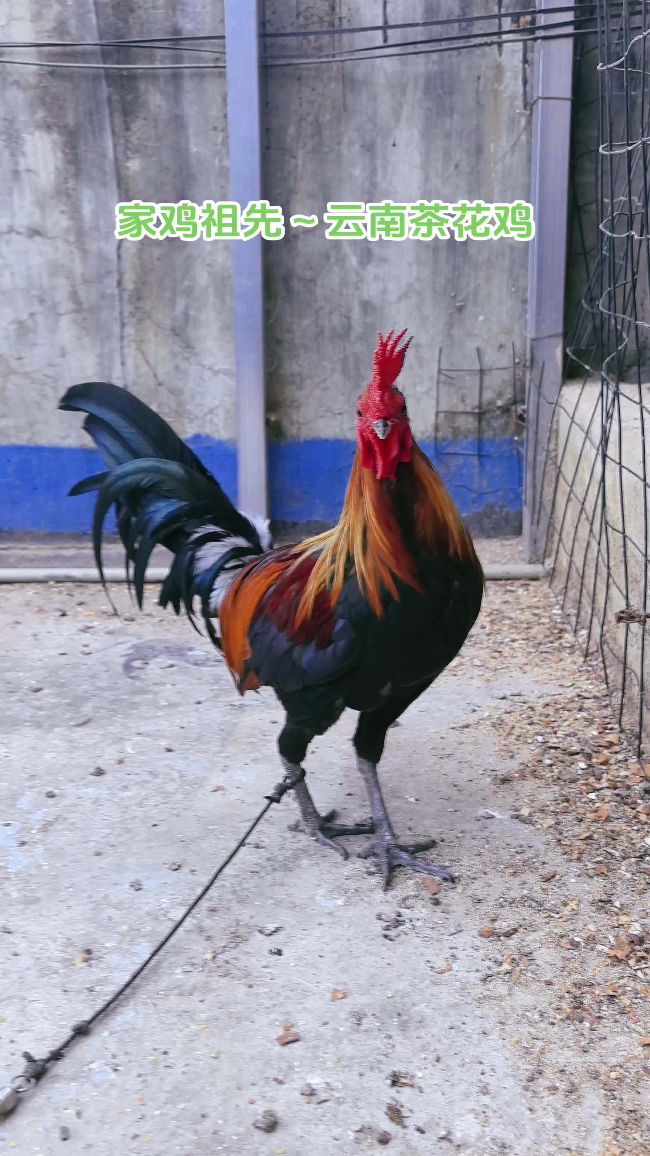 三农 养殖 养鸡 农村散养土鸡 茶花鸡 家鸡祖先～云南茶花鸡