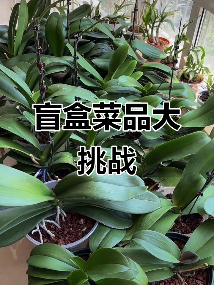 你能猜出这些菜名吗?不看标签挑战