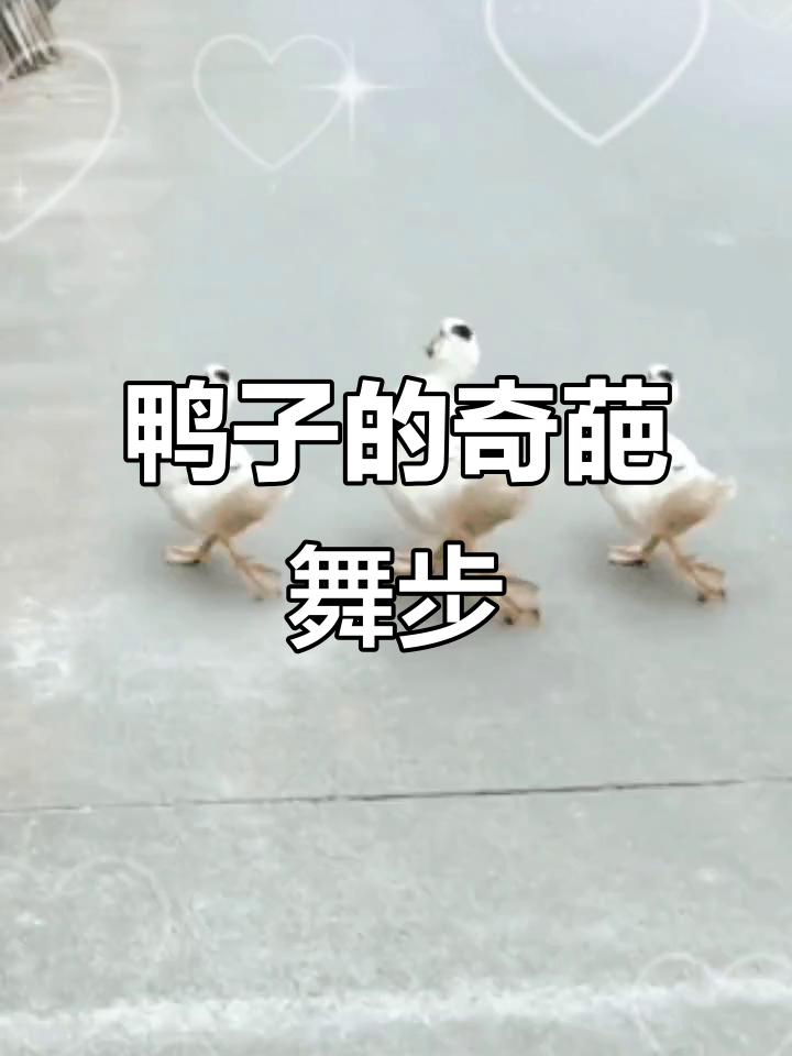 小鸭子走路太搞笑,步伐六亲不认!