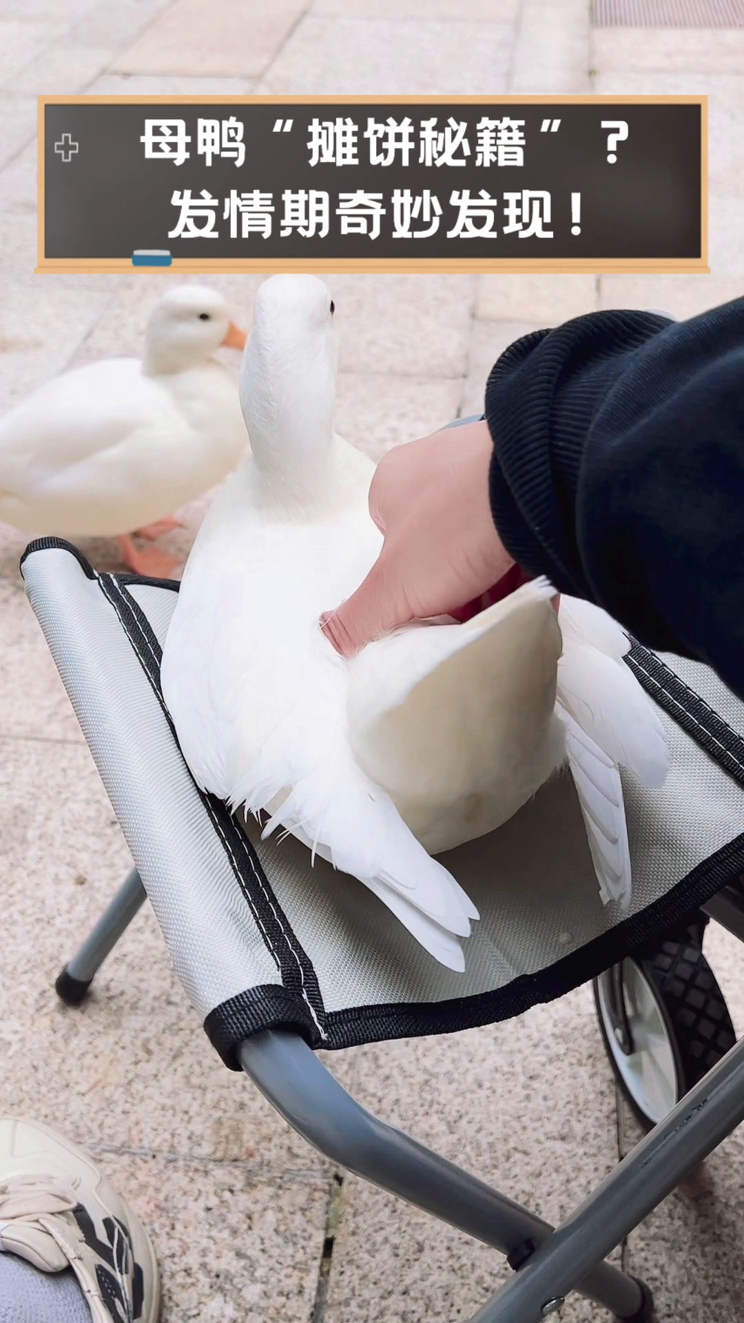 母鸭“摊饼秘籍”?发情期奇妙发现!