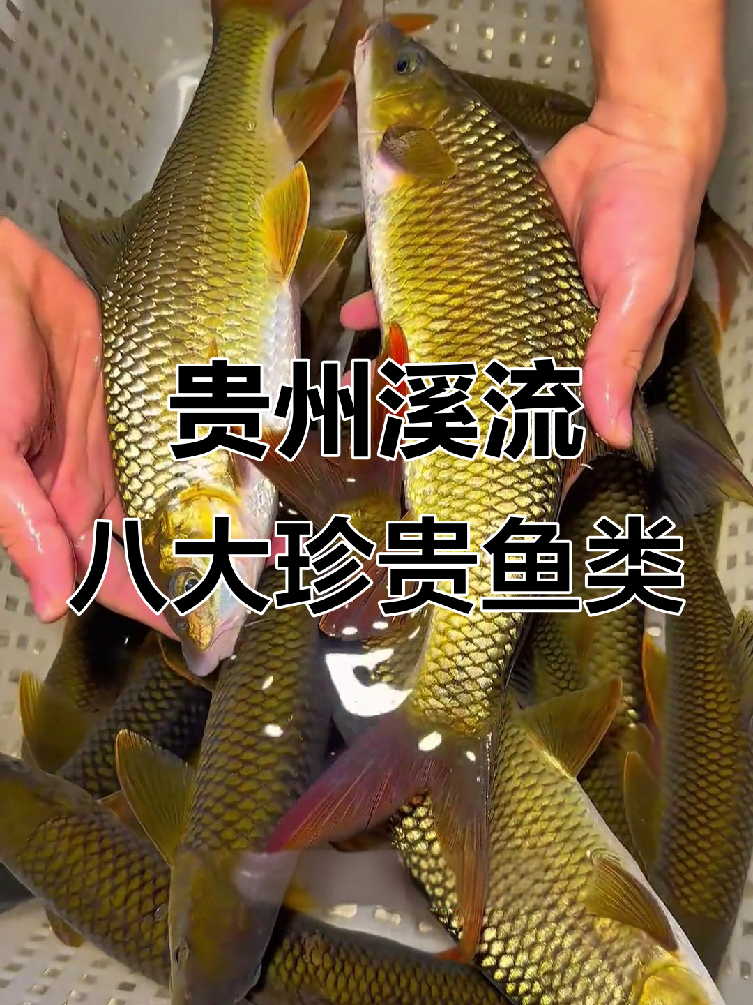 贵州溪流里的珍稀鱼类,看看这些鱼值不值钱