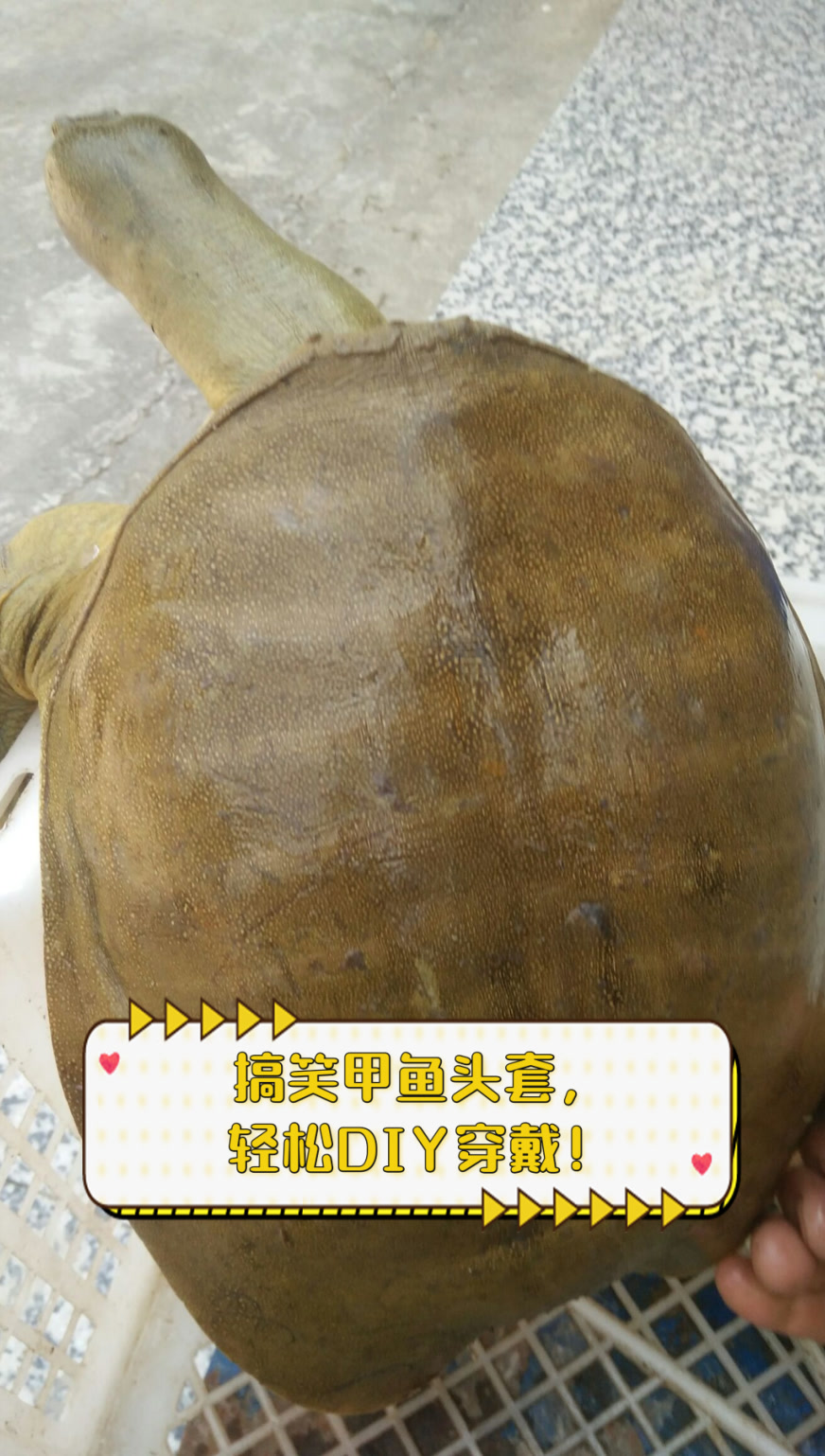 搞笑甲鱼头套,轻松DIY穿戴!