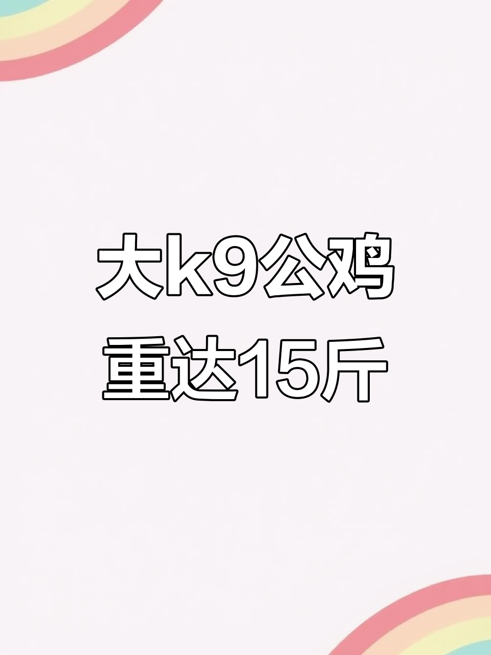15斤大K9公鸡,竟然这么能吃!