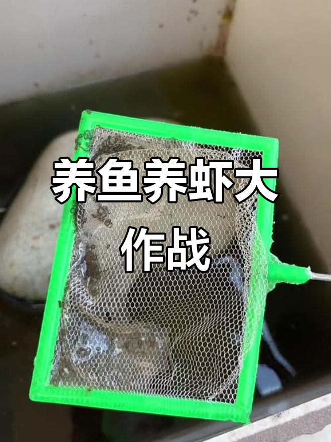 鱼虾养殖日记:柠檬鱼“领盒饭”,螺丝被吃,龙虾失踪