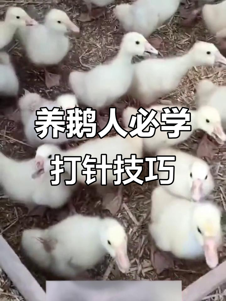 鹅打针技巧大揭秘,轻松掌握皮下注射法