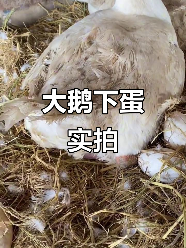 鹅下蛋全过程,刚下的热乎蛋千万别碰!