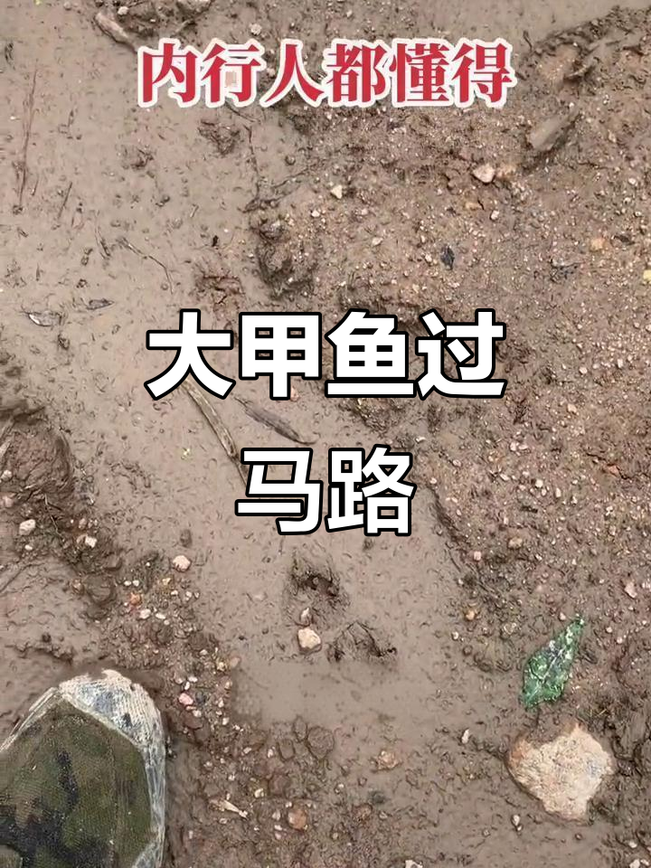 甲鱼横跨马路，十斤以上大脚印清晰可见