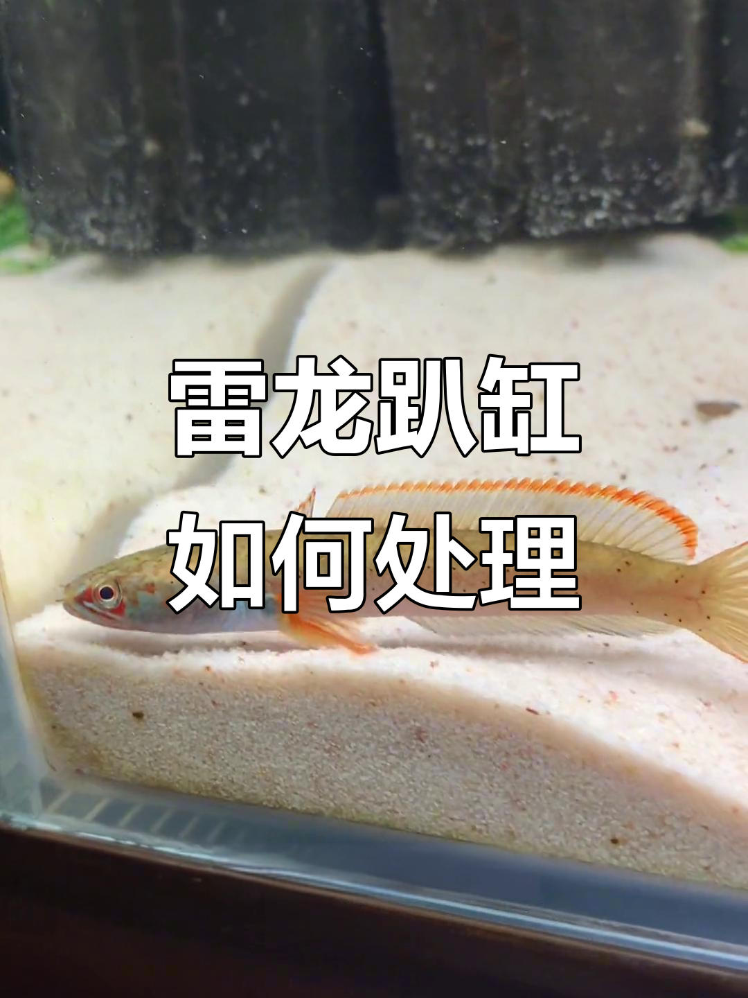雷龙鱼趴缸怎么办?让它自己恢复,别乱动