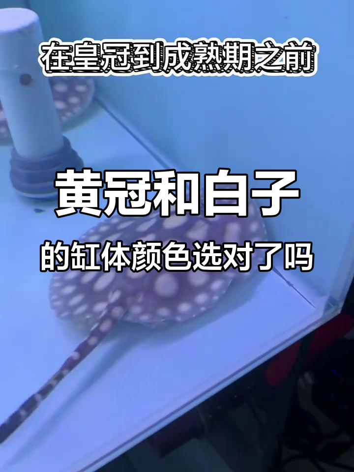 皇冠与白子鱼的饲养环境选择技巧