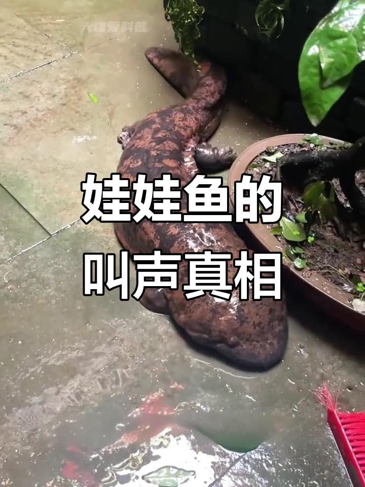 娃娃鱼为何发出“婴儿哭声”?揭秘两栖动物的声音奥秘