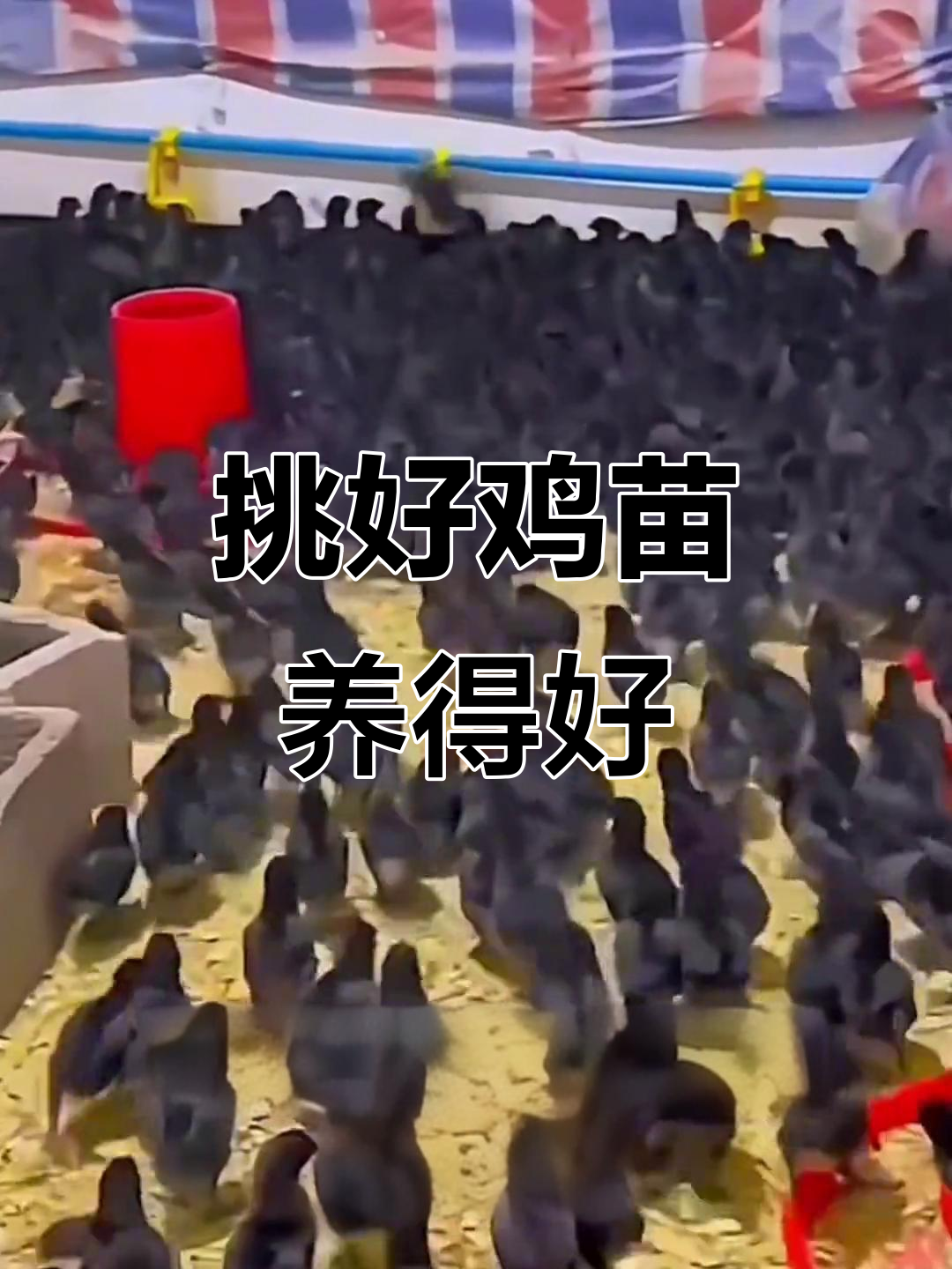 如何挑选优质鸡苗?四大关键点教你选对品种