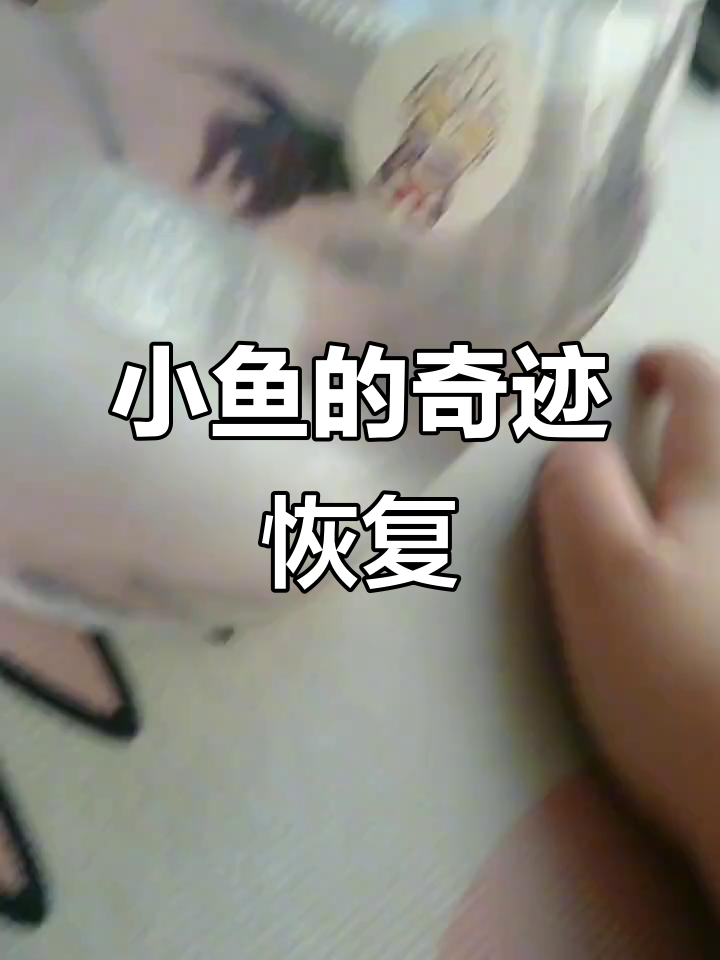 蓝色鱼尾巴断了,竟然还能长出来!真是神奇的小家伙