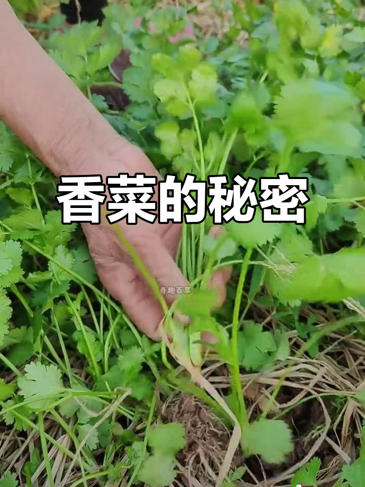 香菜,爱它或恨它?了解真相后,你还会继续吃吗?