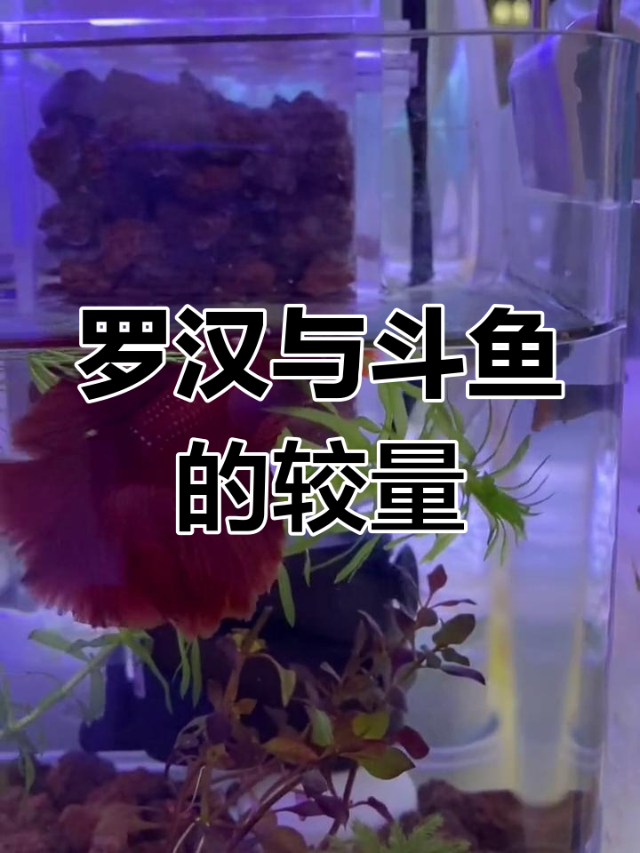 斗鱼并不凶猛,公母可混养;罗汉幼苗才是真正的战斗狂