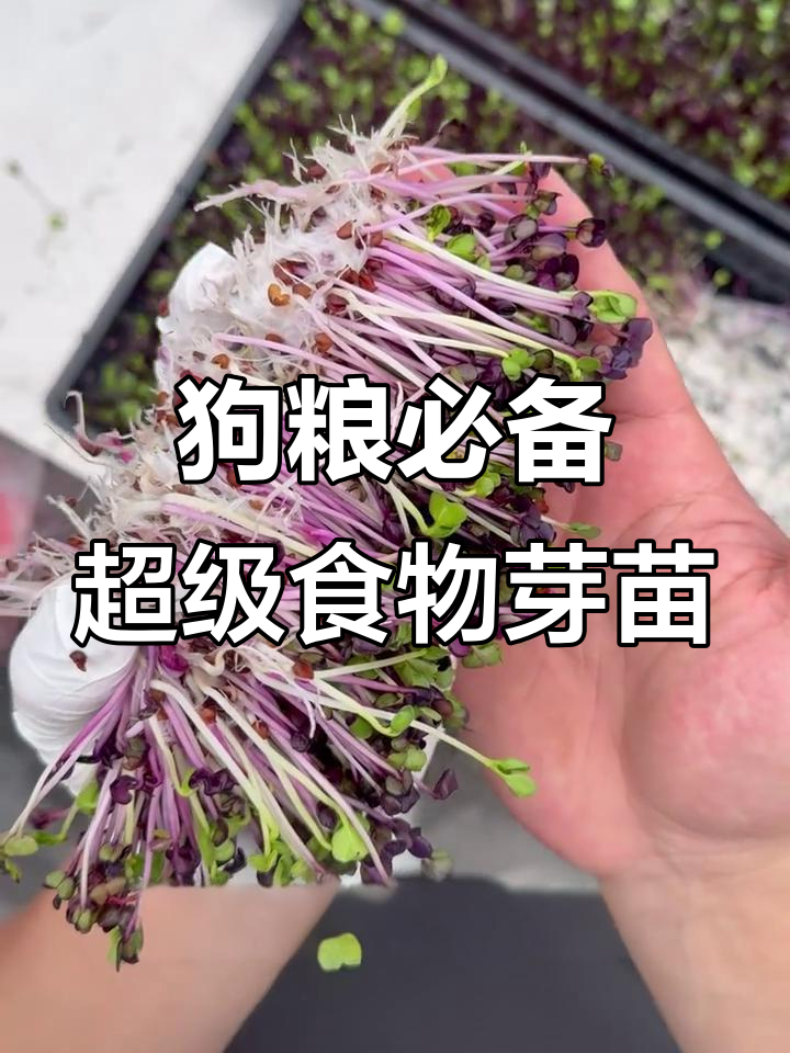芽苗菜:狗狗长寿的秘密武器,营养丰富又健康