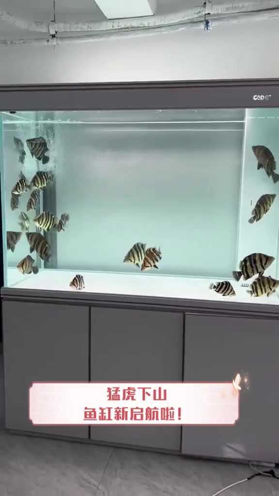 猛虎下山,鱼缸新启航啦!