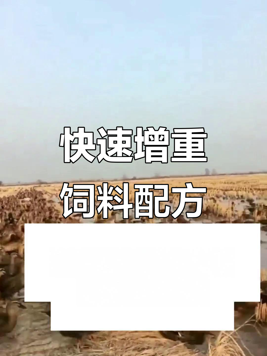 鸭子这样喂,一周变肥鸭,成本低效果好