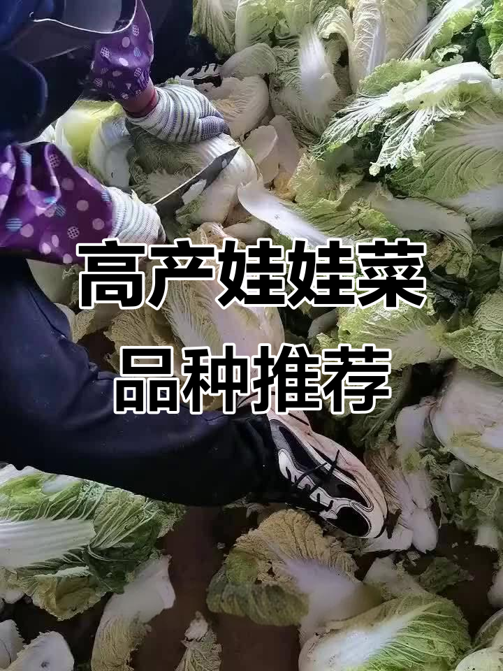 娃娃菜三大高产品种,哪个最适合你?