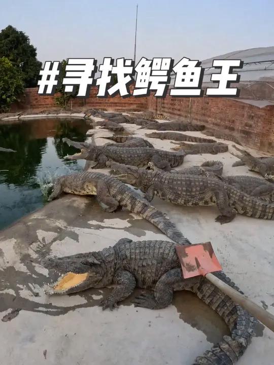鳄鱼王长什么样?有多大?是公还是母?前往种鳄池,寻找一条与众不同的鳄鱼王