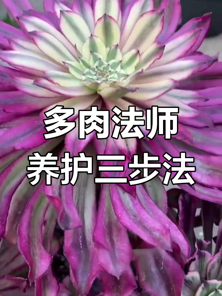 养好多肉法师,掌握这3个关键步骤
