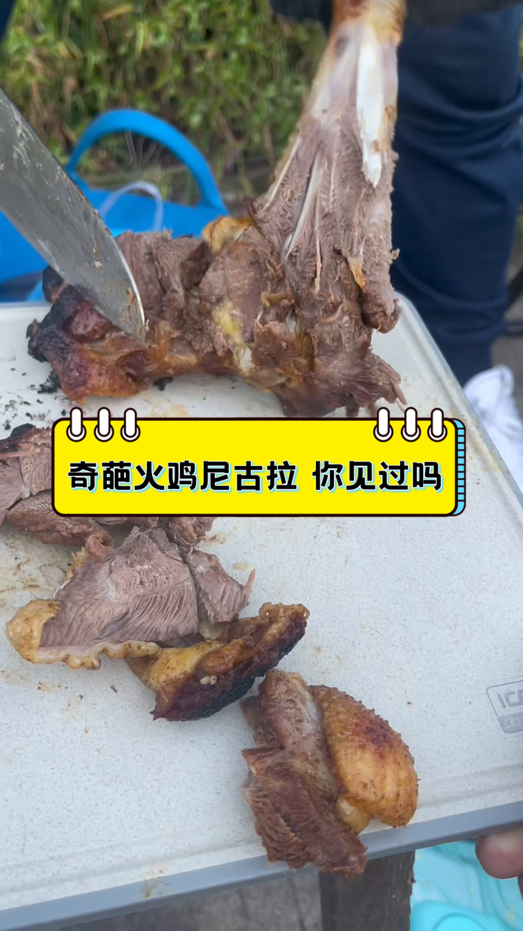 奇葩火鸡尼古拉,你见过吗