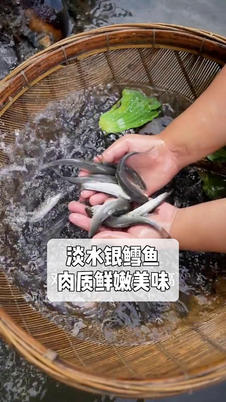 淡水银鳕鱼,肉质鲜嫩美味