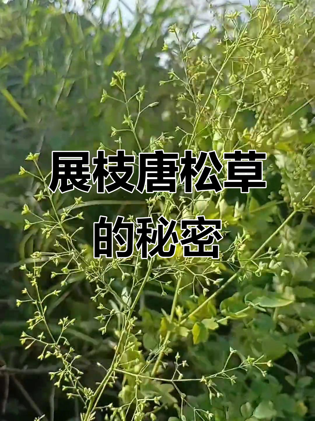 猫爪子,展枝唐松草:你尝过吗?