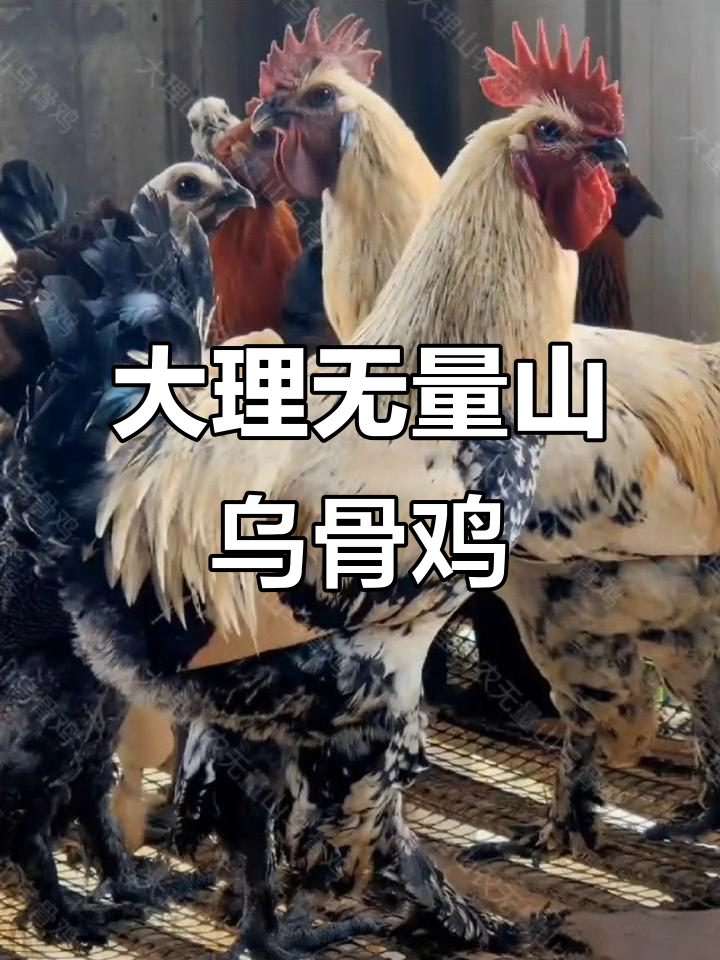 无量山乌骨鸡：大理特产，营养滋补的鸡肉美味