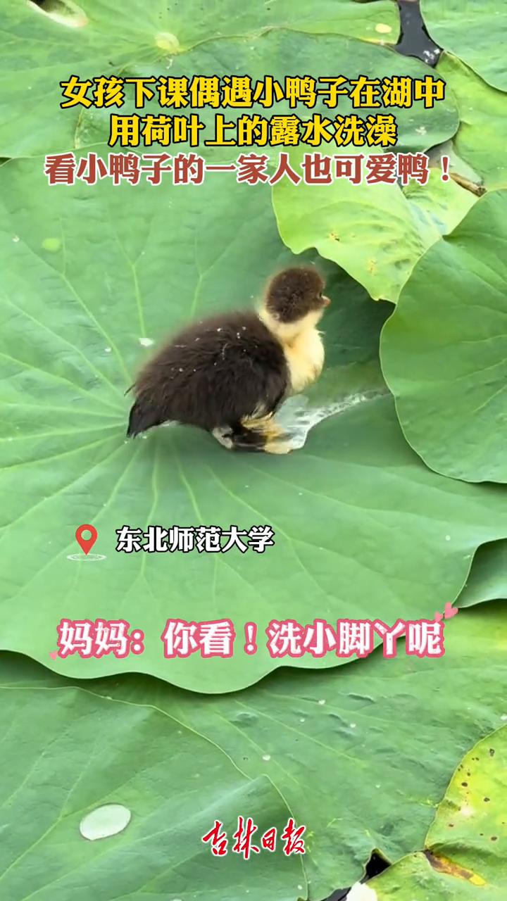 女孩下课偶遇小鸭子在湖中，用荷叶上的露水洗澡