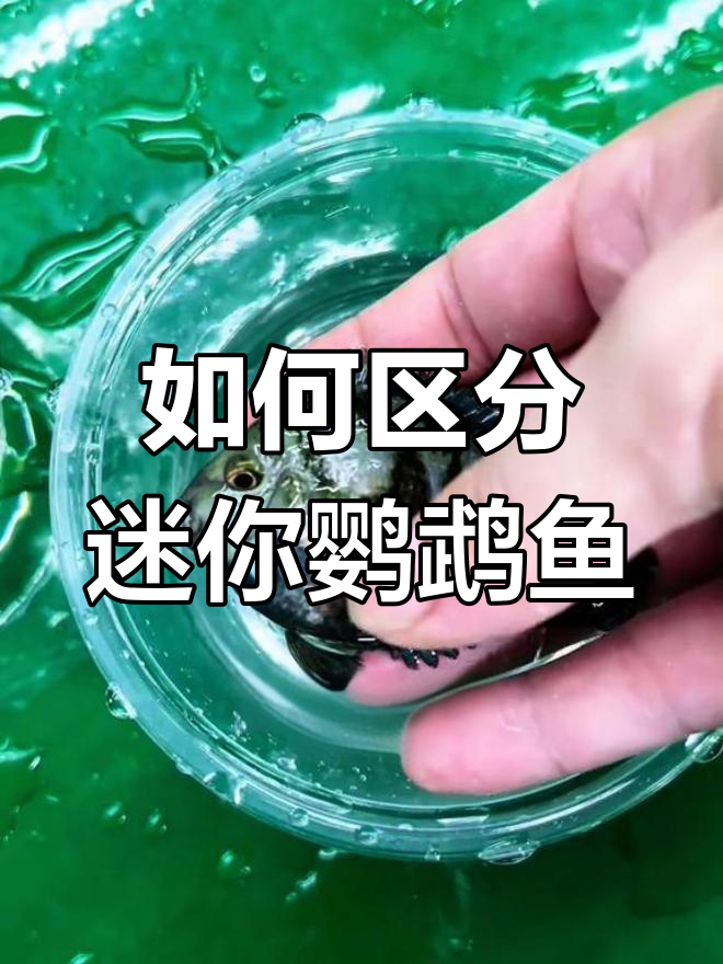 迷你鹦鹉鱼公母辨别技巧