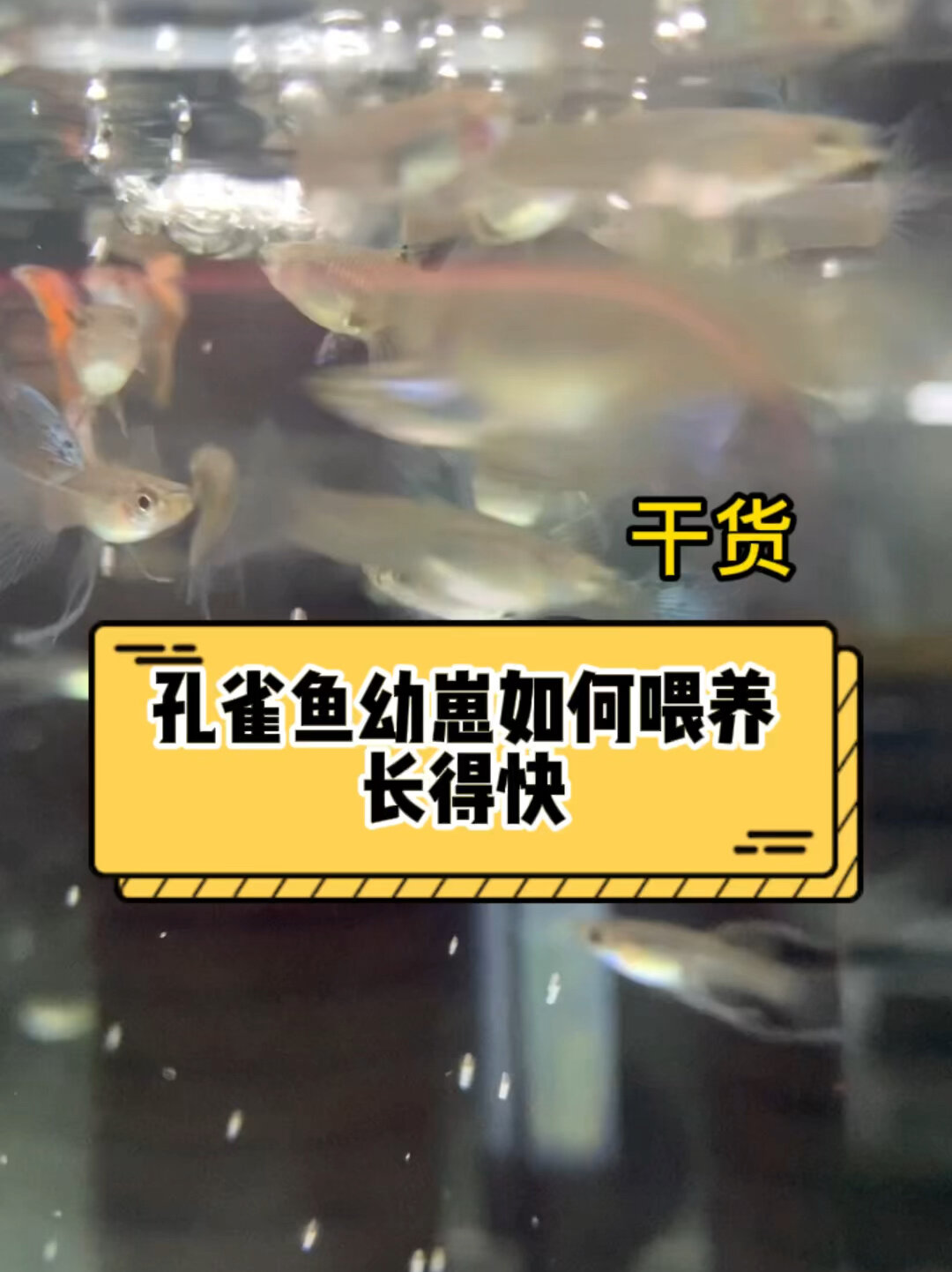 孔雀鱼幼崽如何喂养长得快(干货)