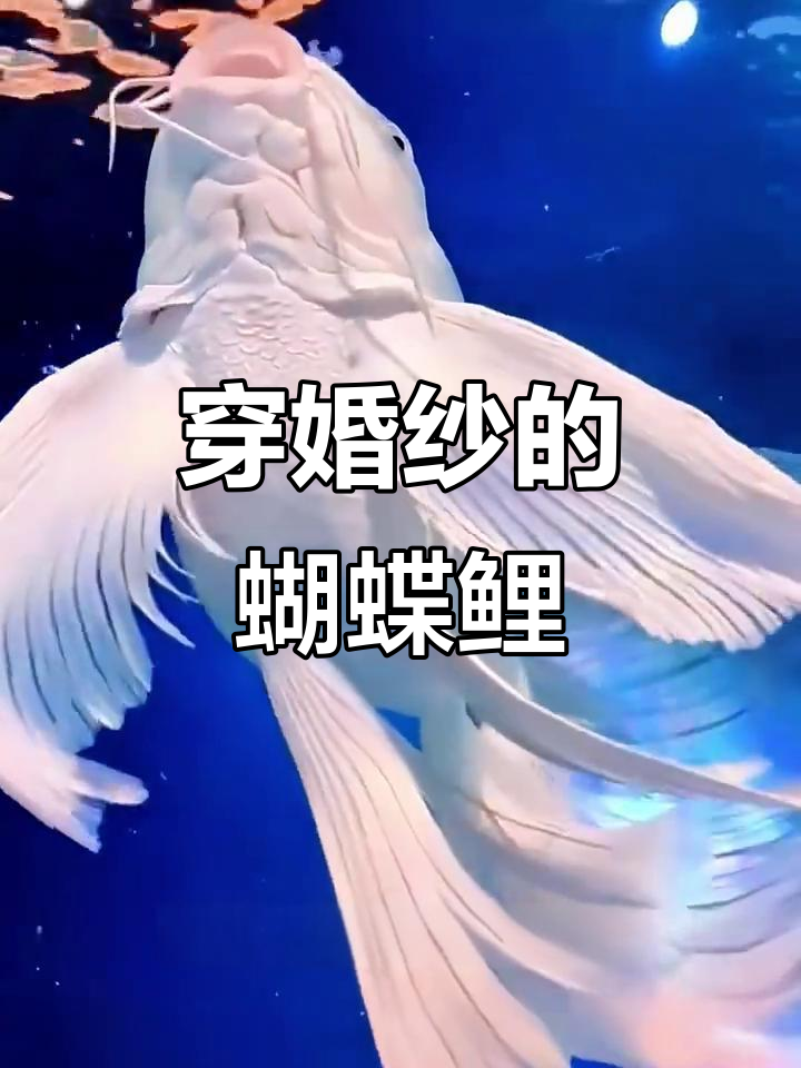 梦幻婚纱鱼,仙子般优雅游动
