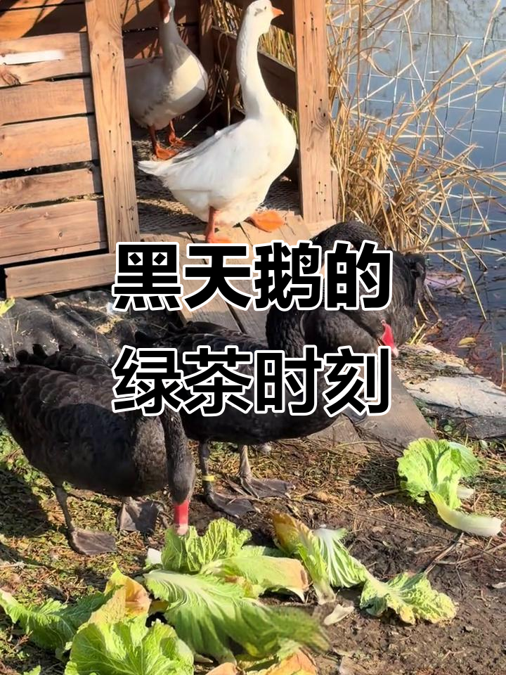 黑天鹅的下午茶,原来这么“绿色”!