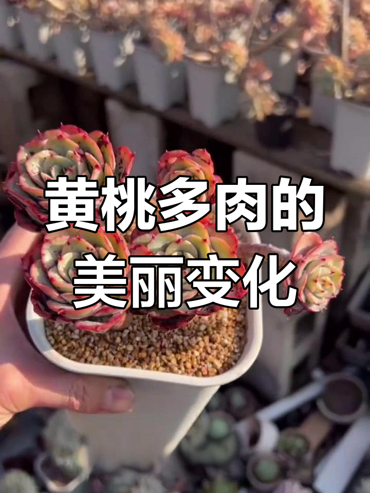 奶油黄桃多肉:秋冬变色,叶片泛粉变美