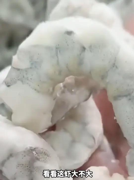 新鲜活剥不注水不包冰大青虾仁!虾肉新鲜饱满q弹~ 经济又实惠 一起学做菜 虾仁 天儿冷吃点