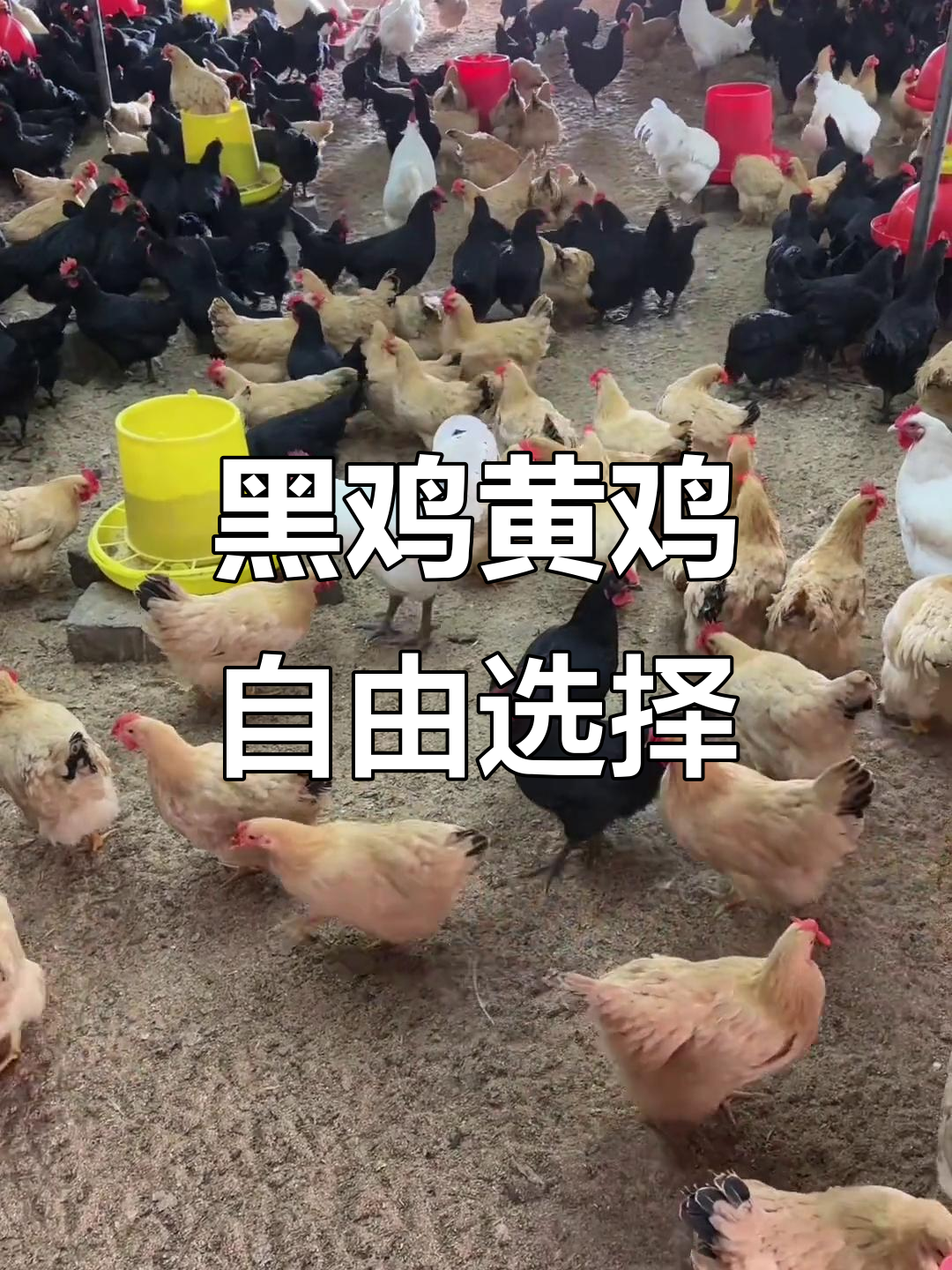 散养黑鸡黄鸡,大小两种规格任你选,喂补美毛又下蛋