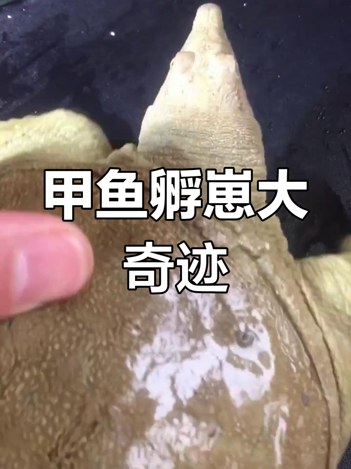 甲鱼竟然下蛋了,我居然能孵化出来!