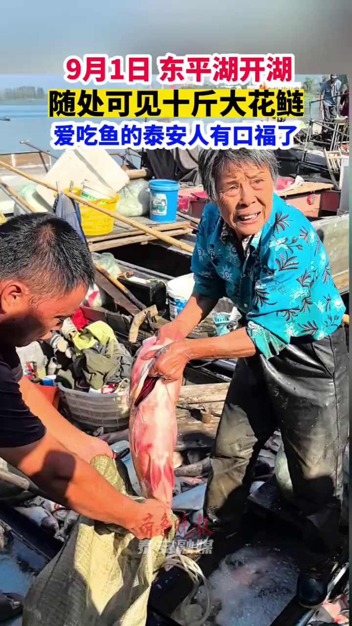 东平湖开湖，随处可见十斤大花鲢   9月1日，东平湖开湖，在老湖镇码头，渔民们忙得不可开交