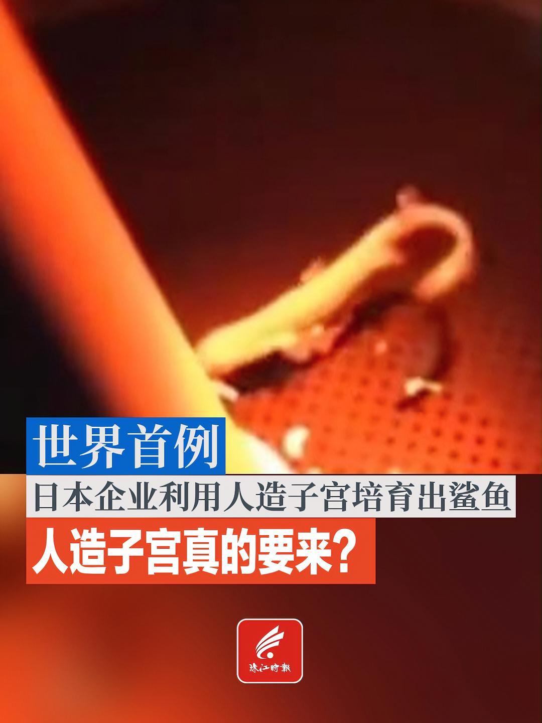 世界首例!日本一企业用人造子宫培育出鲨鱼 人造子宫 日本 鲨鱼