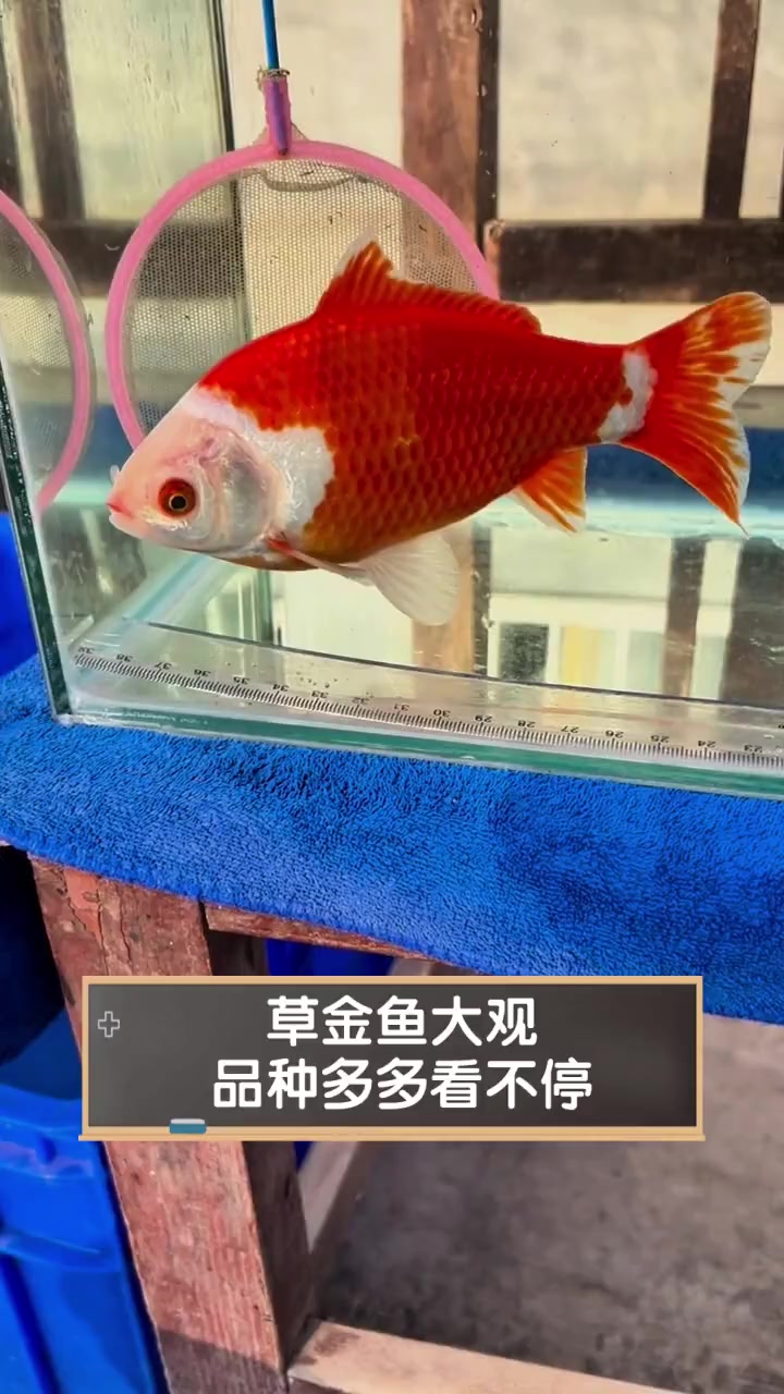 草金鱼大观,品种多多看不停