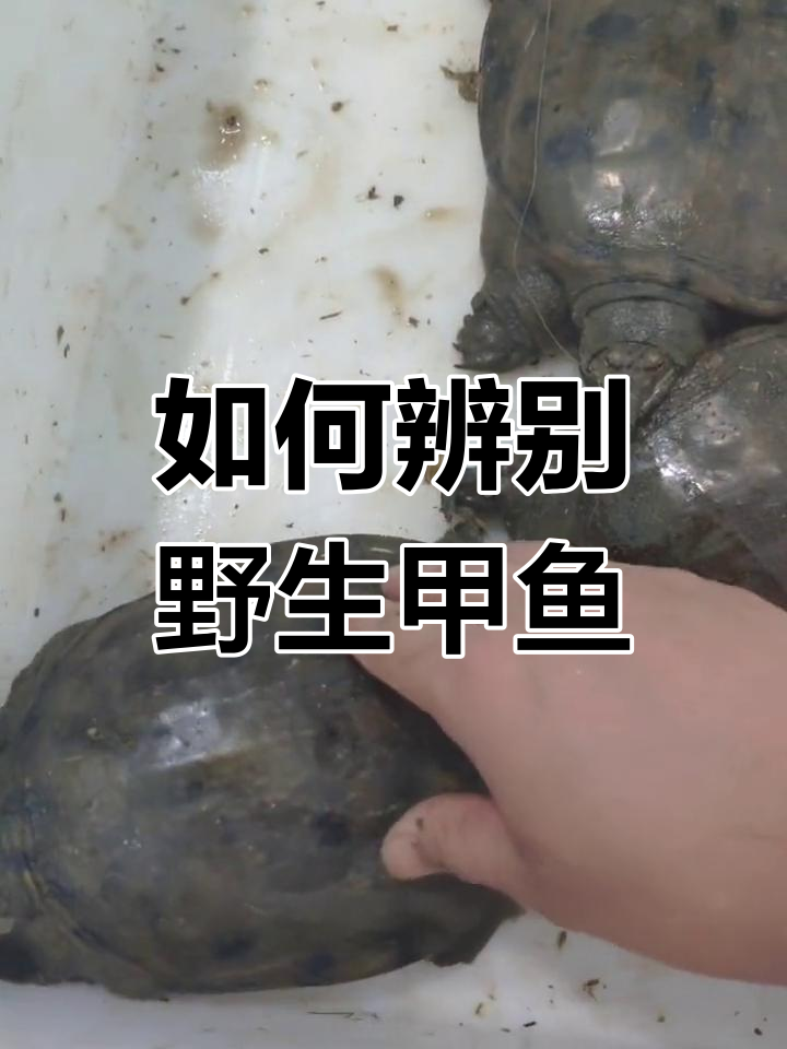 野生甲鱼鉴别技巧大揭秘,如何挑选极品黄花边品种