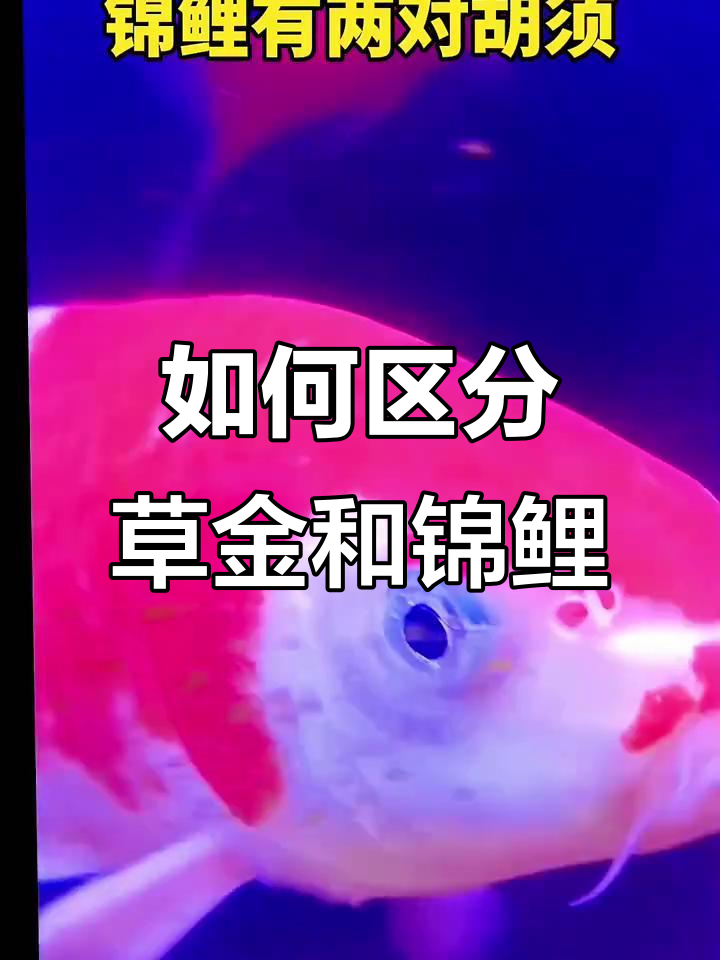 草金与锦鲤的区别,如何一眼辨别真伪