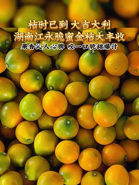 近日,湖南江永。桃川镇邑口村的脆蜜金桔大丰收。桔时已到 大吉大利 湖南江永 脆蜜金桔 三农