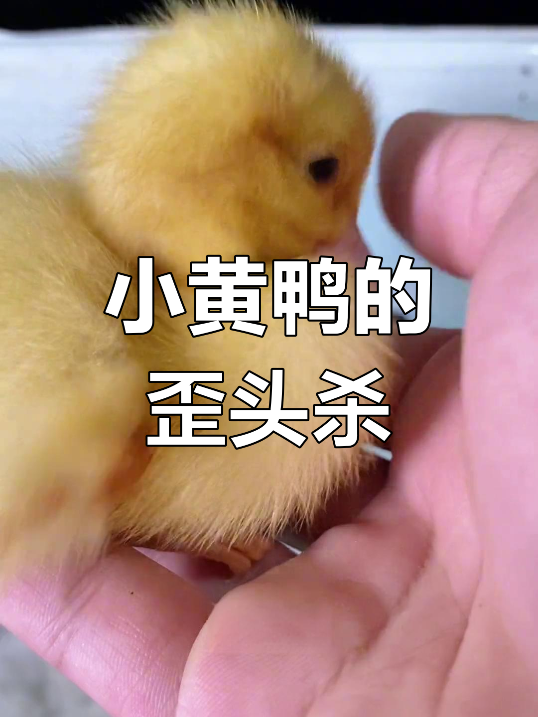 这只小黄鸭吃饭时太可爱,歪头杀萌翻了