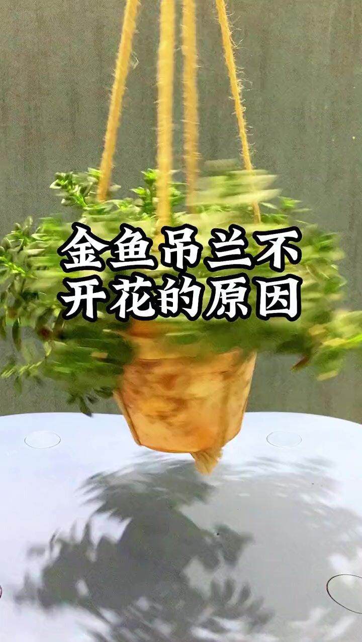 金鱼花吊兰老化,掉叶不开花咋办