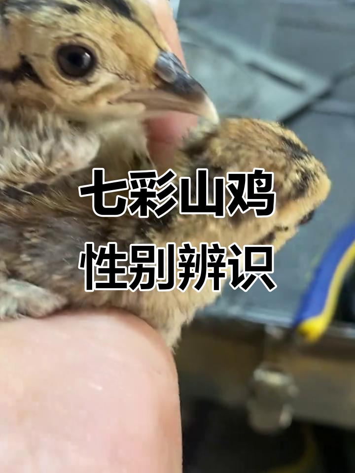 七彩山鸡公母辨别技巧，掌握这些特征轻松分辨