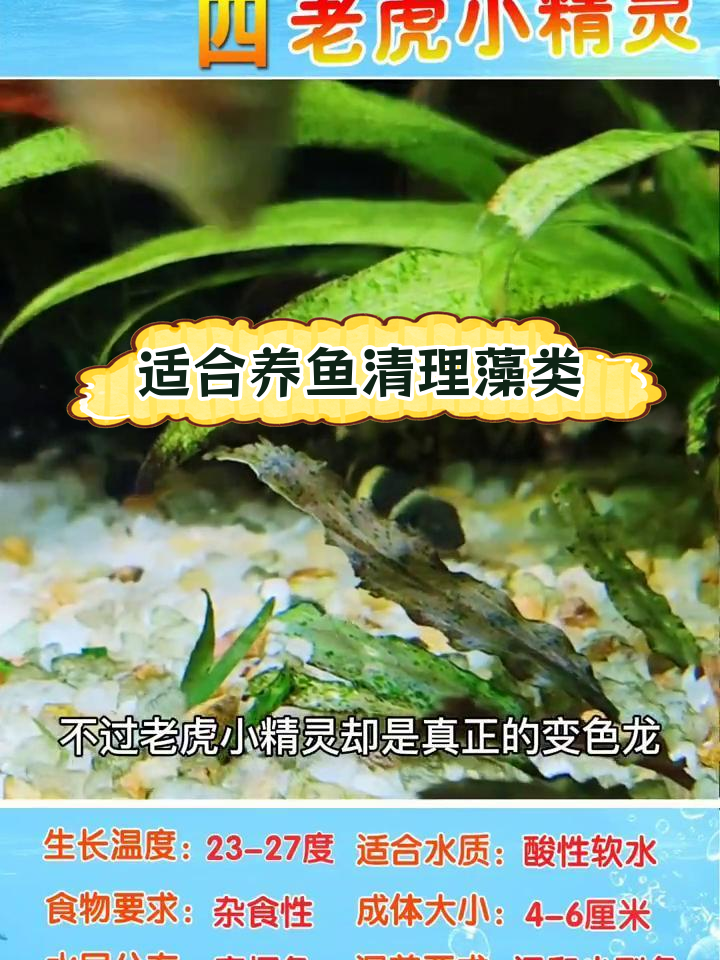 六种清洁草缸藻类的鱼类推荐