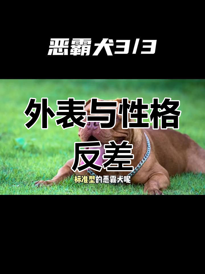 肌肉猛男犬,外表强悍却意外温柔粘人